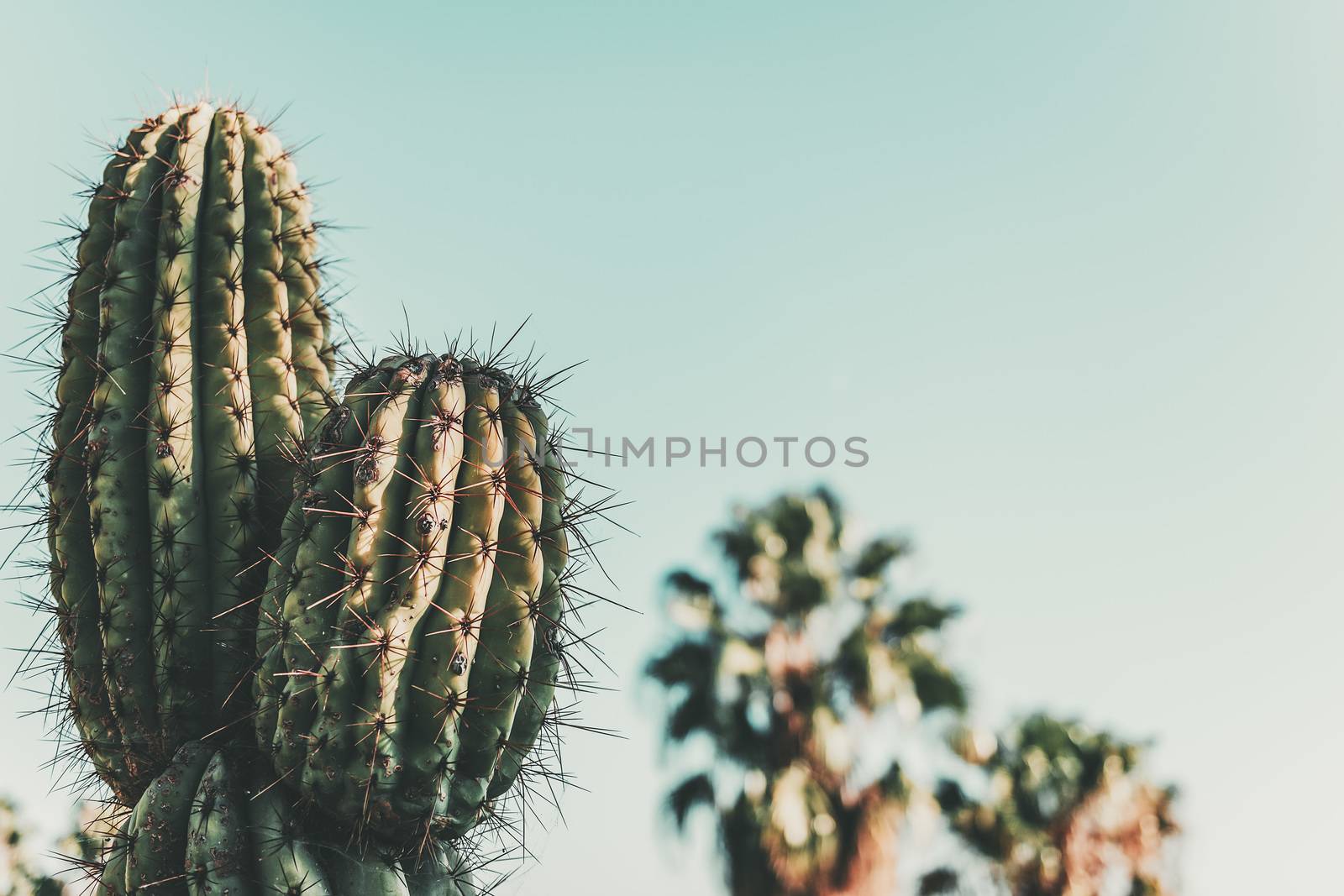 Cactus on blue turquoise sky with some unfocused palms at background, minimal creative still life, copy space for text