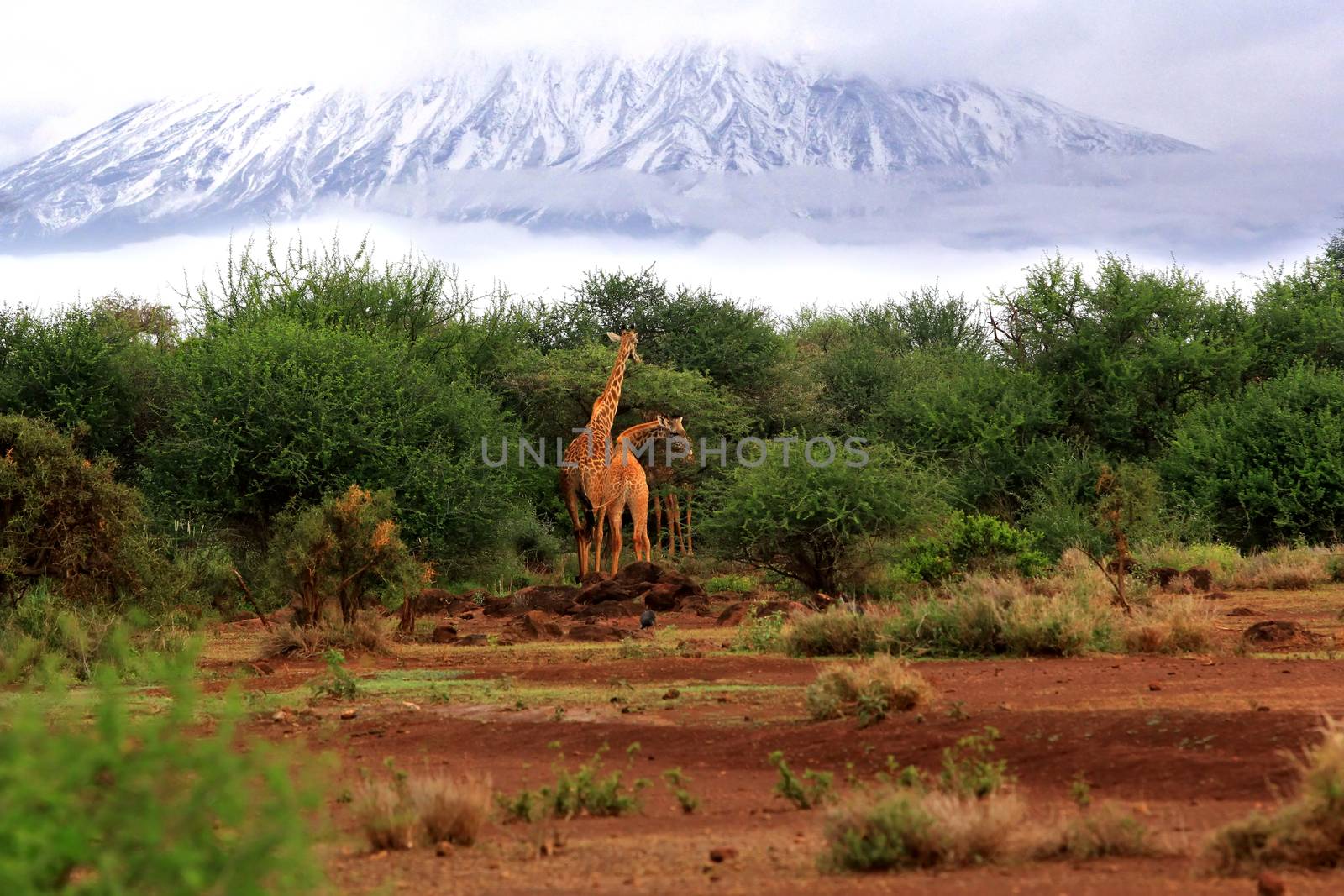 Wild giraffes in Tsavo National Park. Kenya