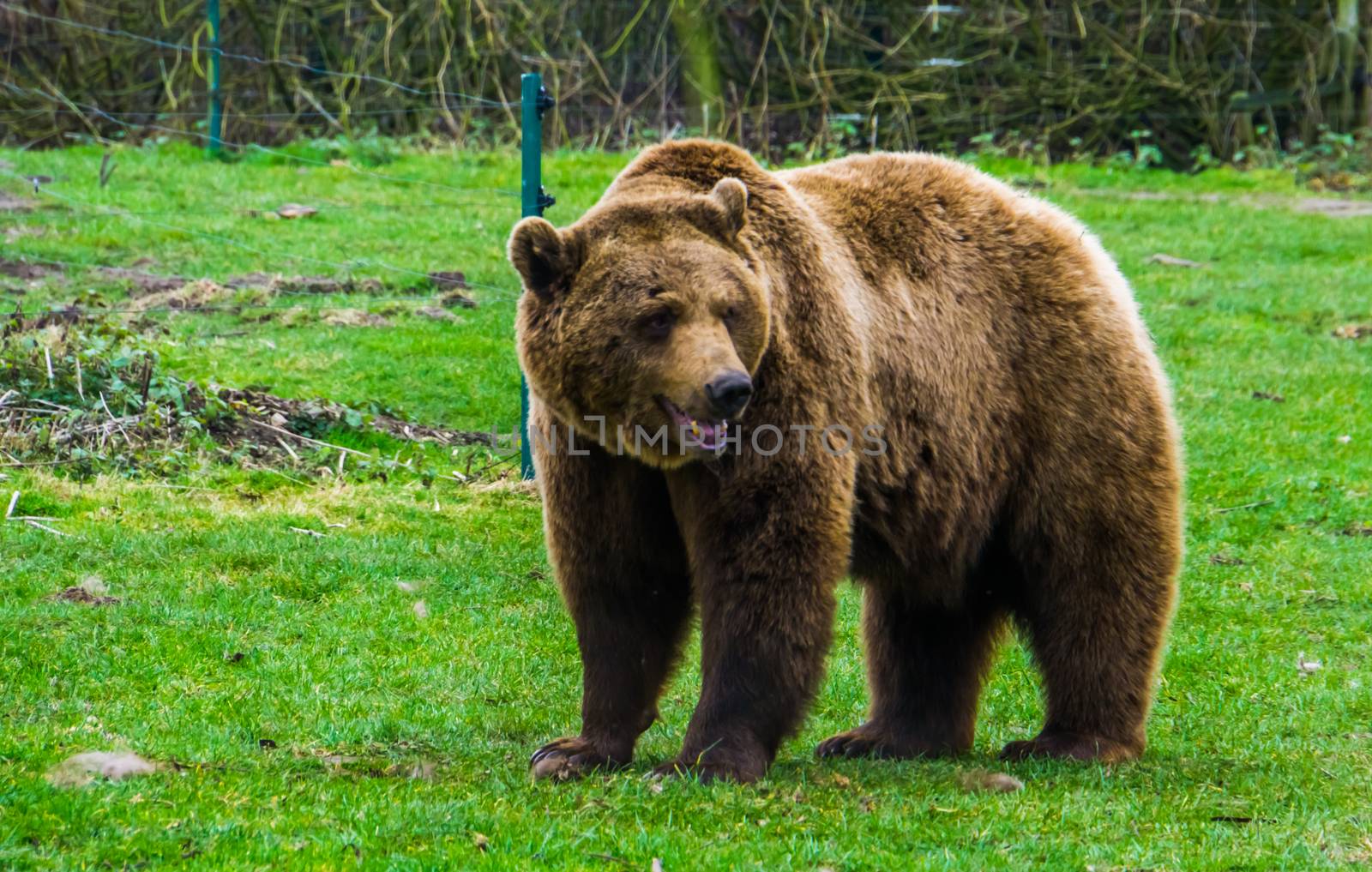 closeup portrait of a brown bear standing in the grass, common animal in Eurasia and north America, Popular zoo animals