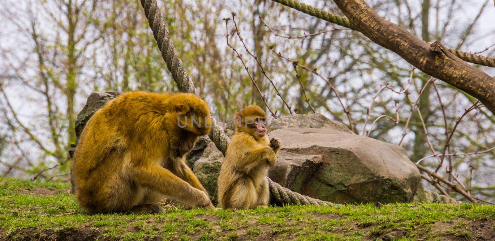 adorable young barbary macaque infant with its mother, Endangered animal specie from Africa by charlottebleijenberg