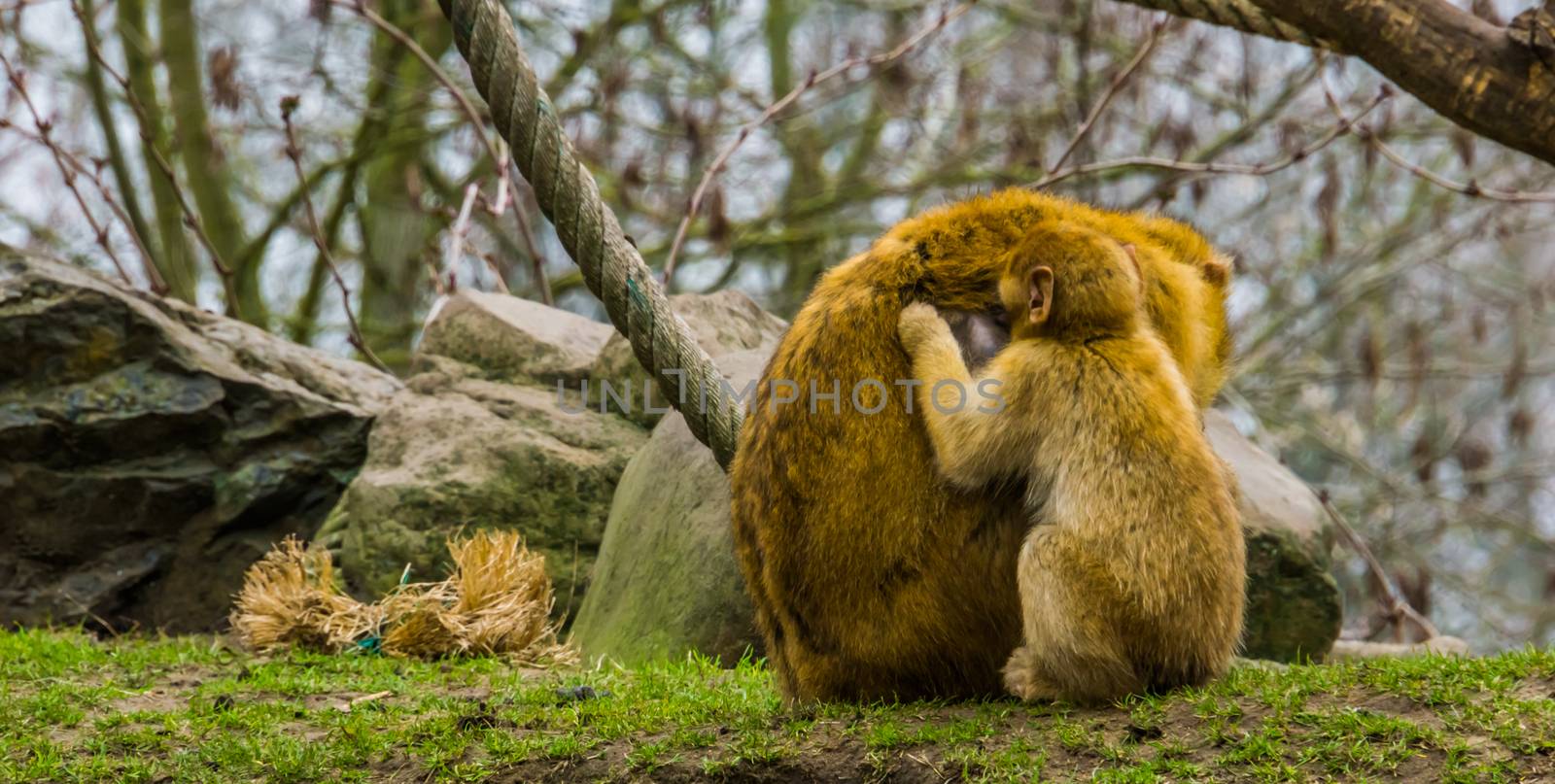 juvenile barbary macaque picking fleas from its mother, animals grooming each other, typical monkey behavior