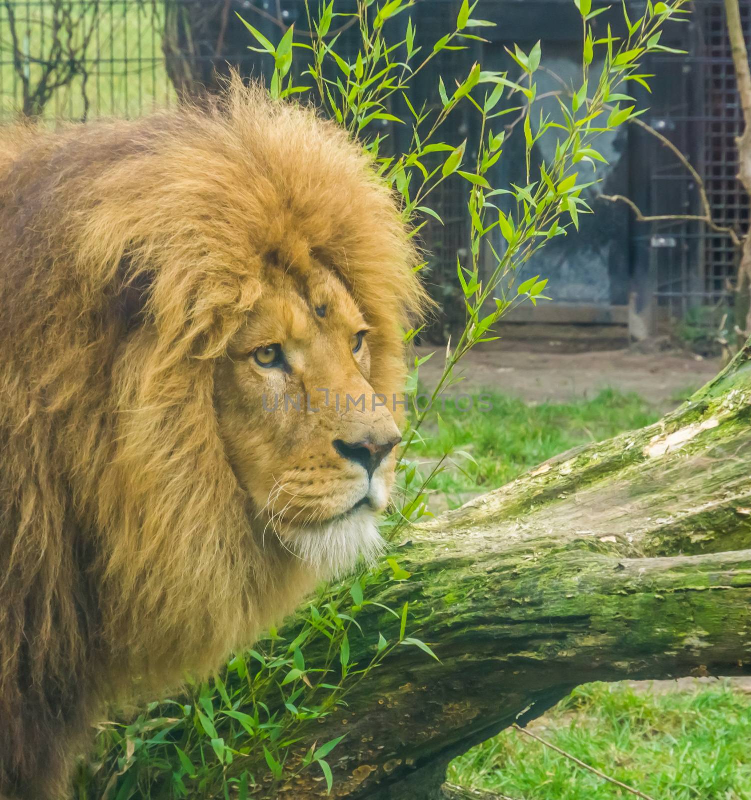 closeup of the head of a male lion, king of the jungle from Africa, popular zoo animal by charlottebleijenberg