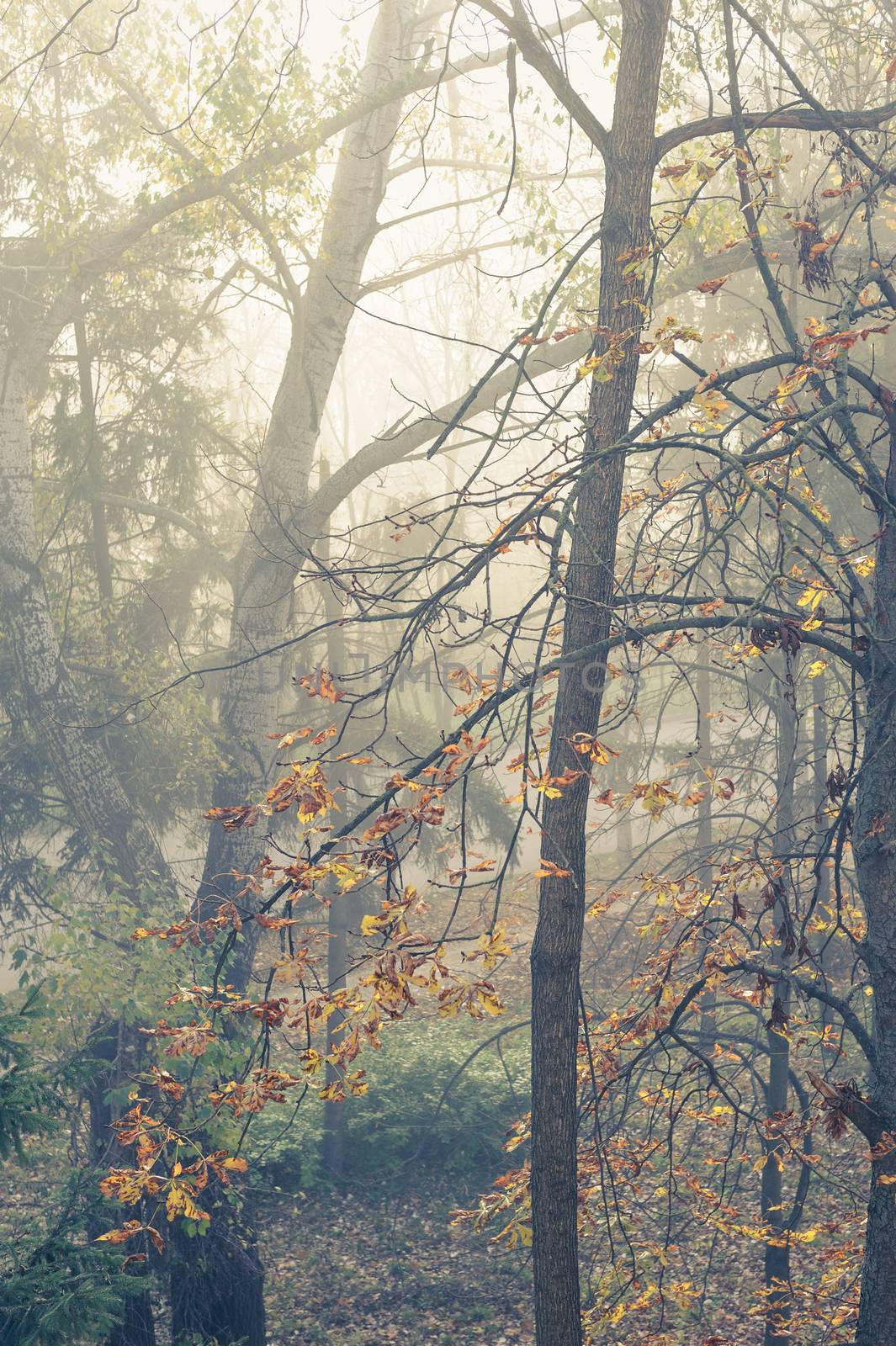 autumn trees in mist by starush