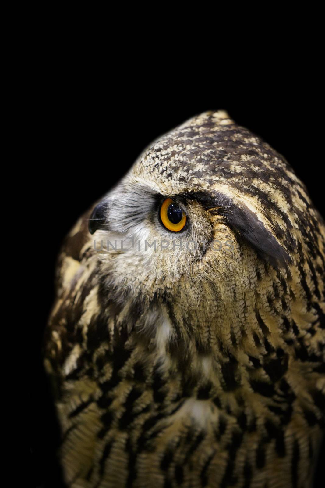 Image of an owl on black background. Birds. Wild Animals. 