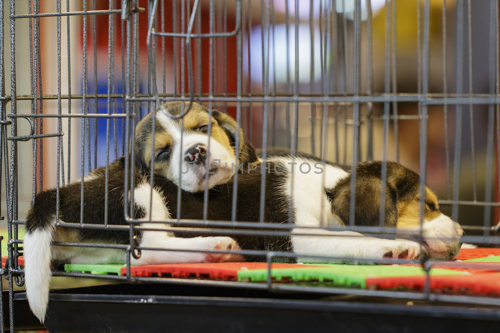 Image of beagle puppy is in the cage. Dog. Pet. Animals.  by yod67