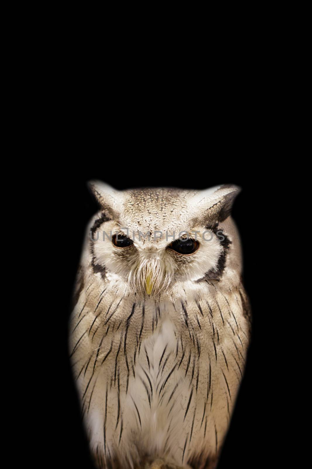 Image of an owl on black background. Birds. Wild Animals.  by yod67