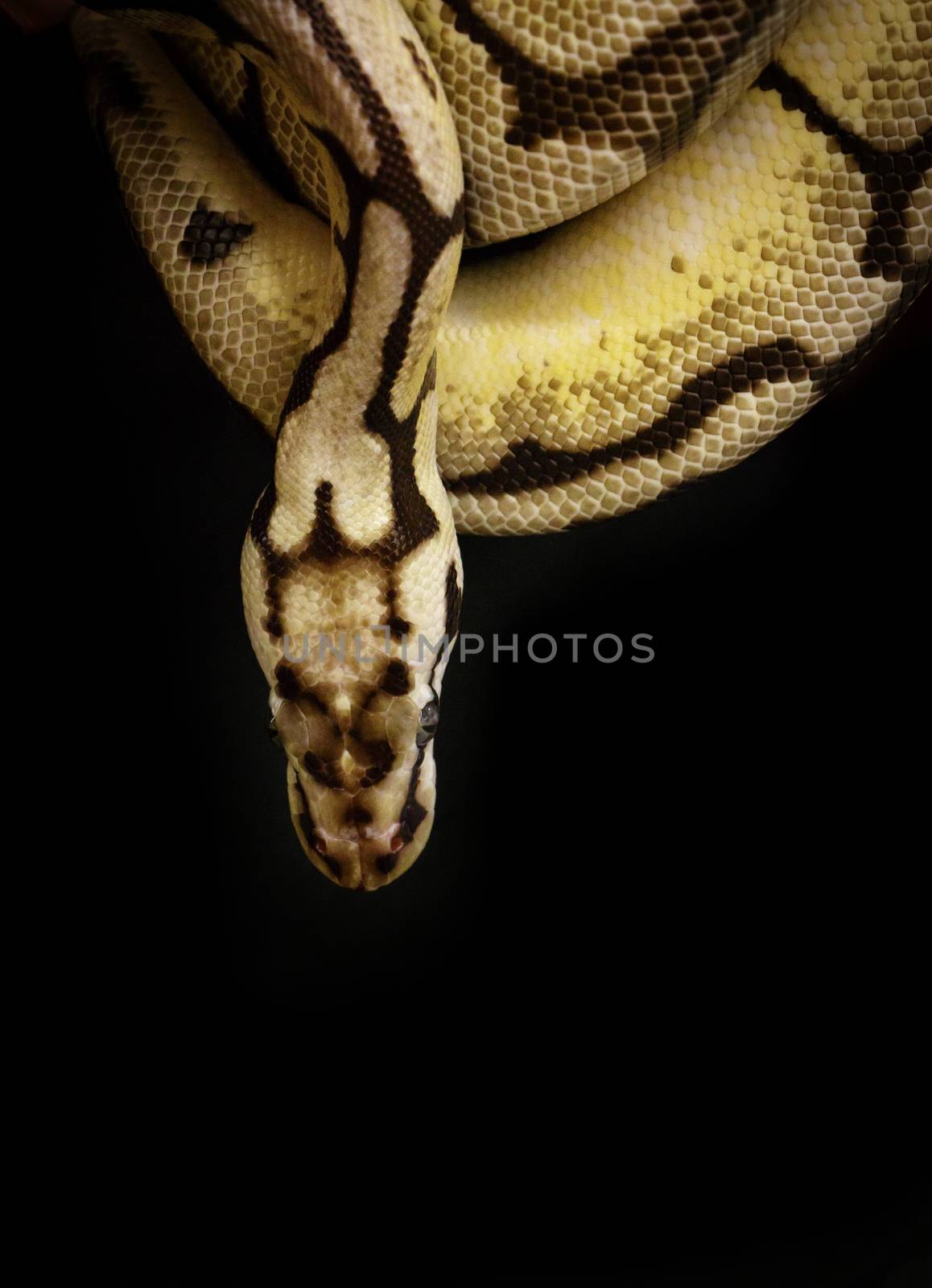 Image of a boa on black background. Reptile. Wild Animals.  by yod67