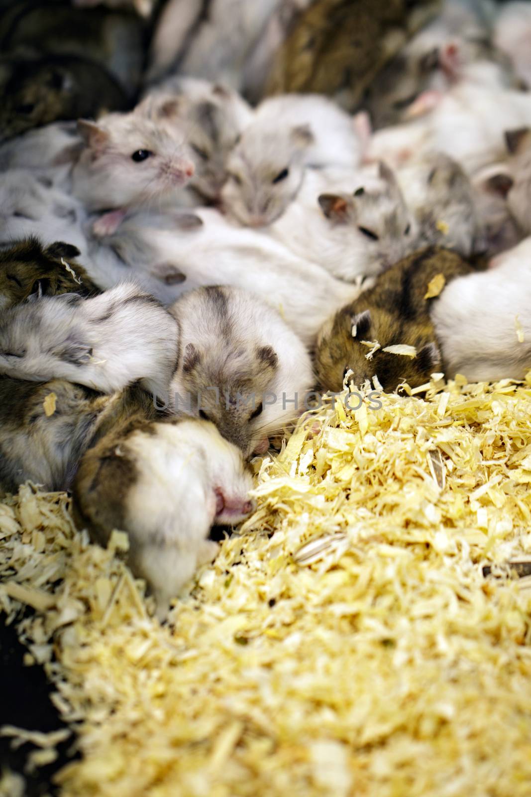 Image of hamster is sleeping together. Pet. Animals.  by yod67