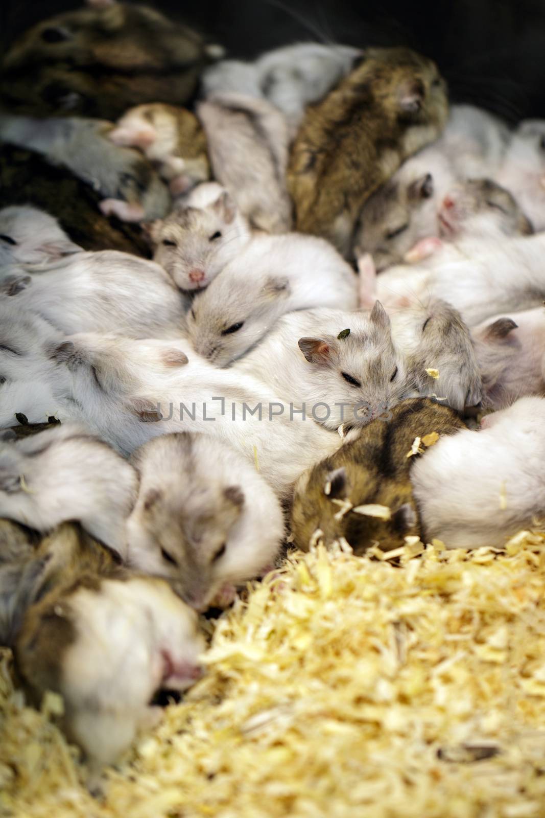 Image of hamster is sleeping together. Pet. Animals. 