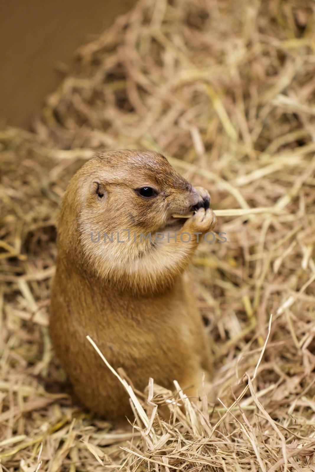 Image of prairie dog on the dry grass. Pet. Wild Animals. by yod67