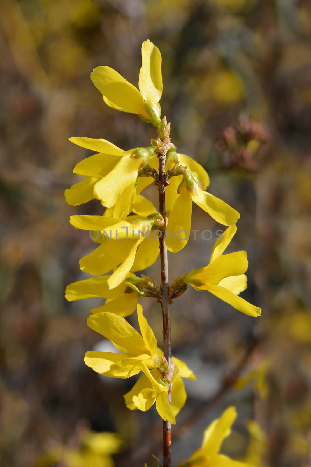 Forsythia Spectabilis by nahhan