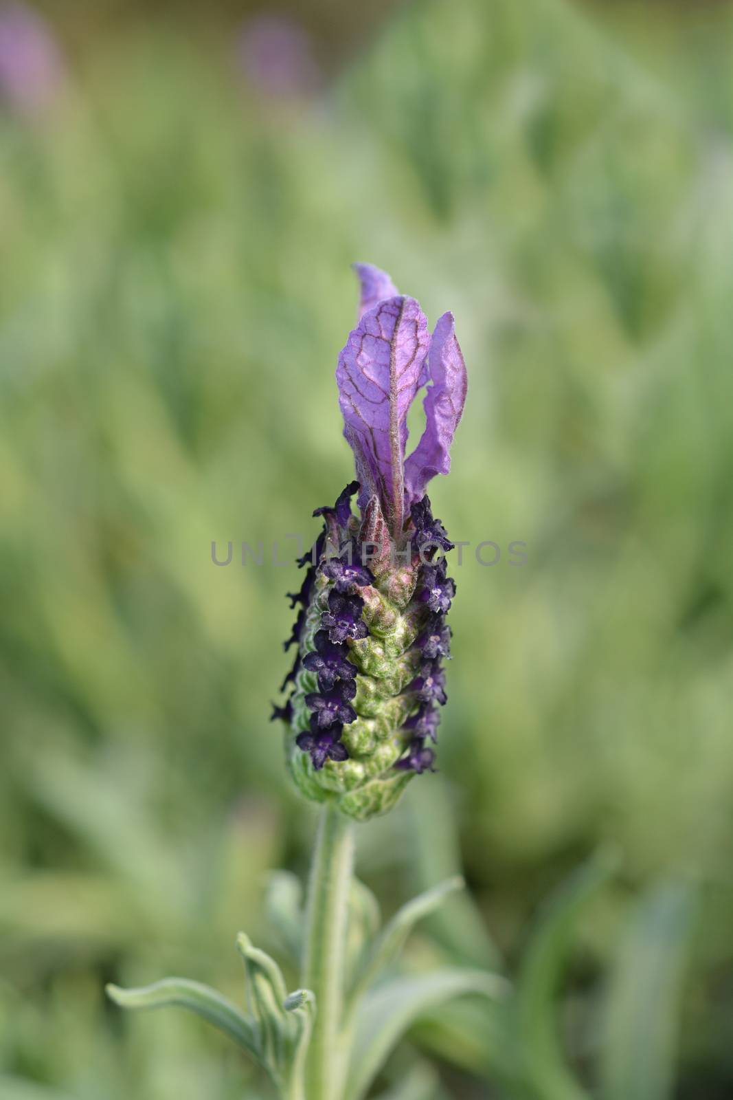 Butterfly lavender - Latin name - Lavandula stoechas