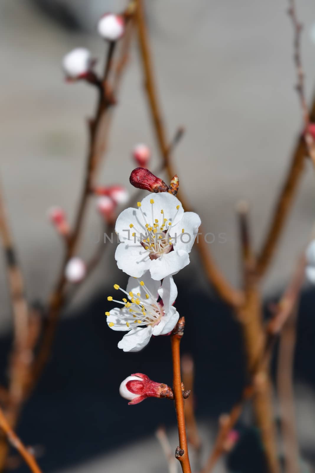 Apricot tree by nahhan