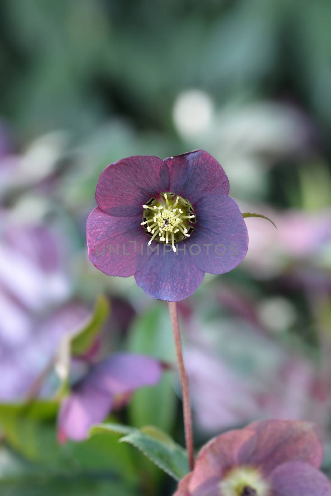 Lenten rose Viv Victoria - Latin name - Helleborus orientalis Viv Victoria