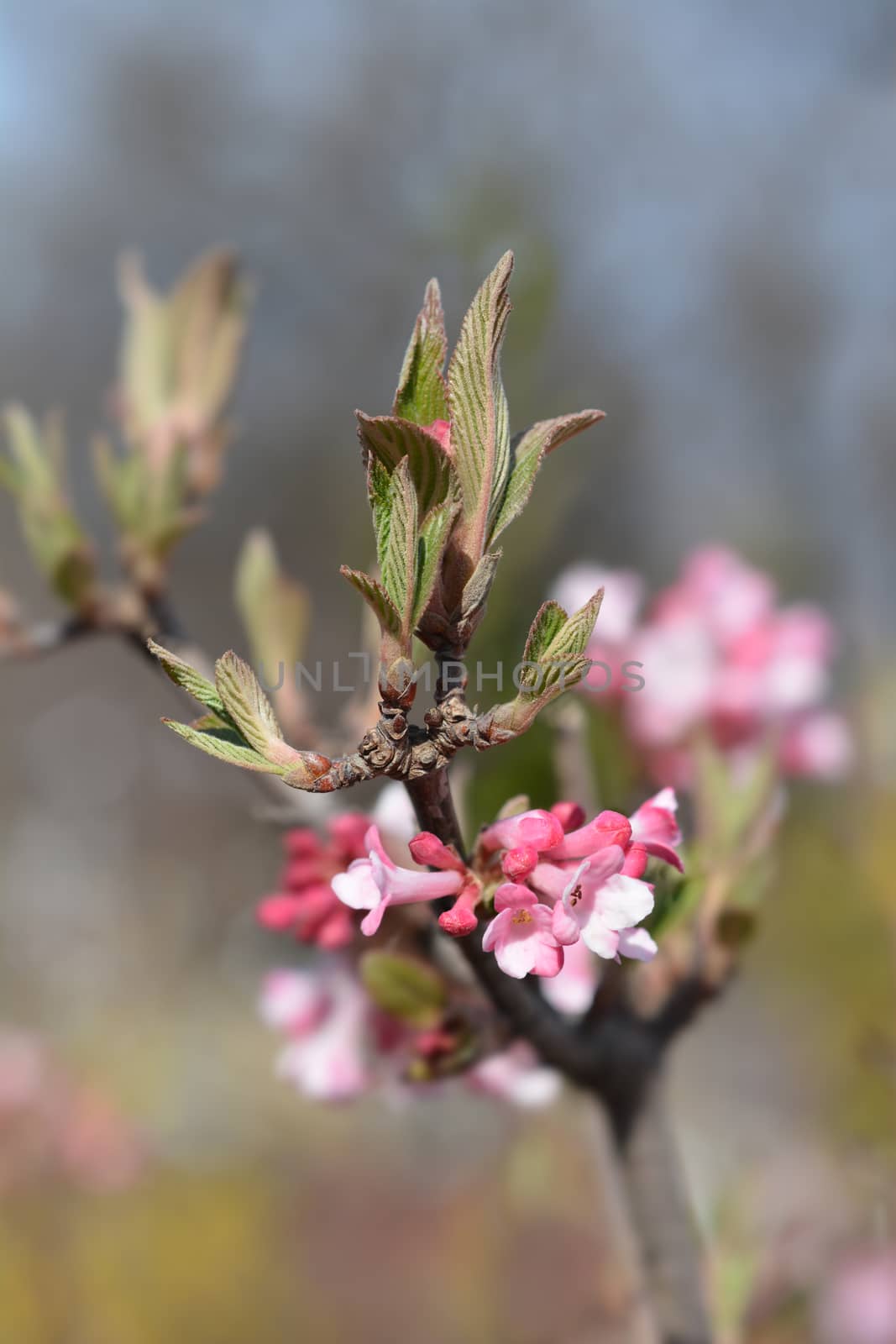 Arrowwood Charles Lamont - Latin name - Viburnum x bodnantense Charles Lamont