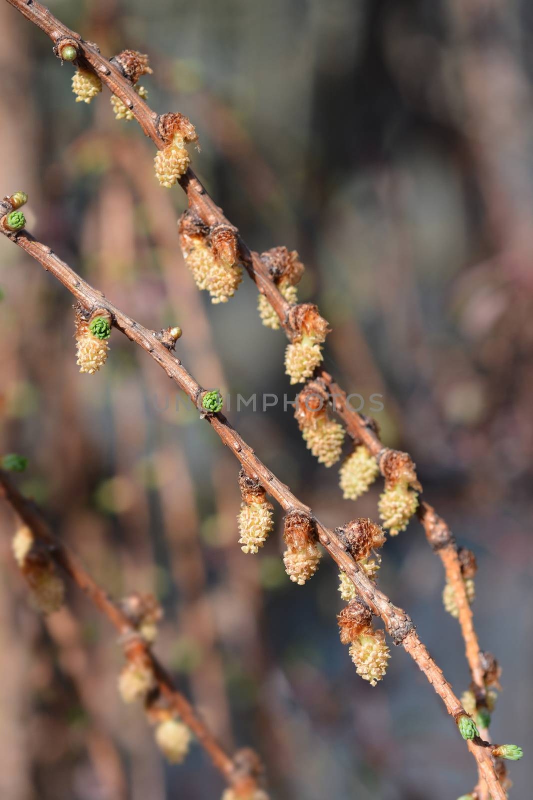 Larch Stiff Weeping - Latin name - Larix kaempferi Stiff Weeping