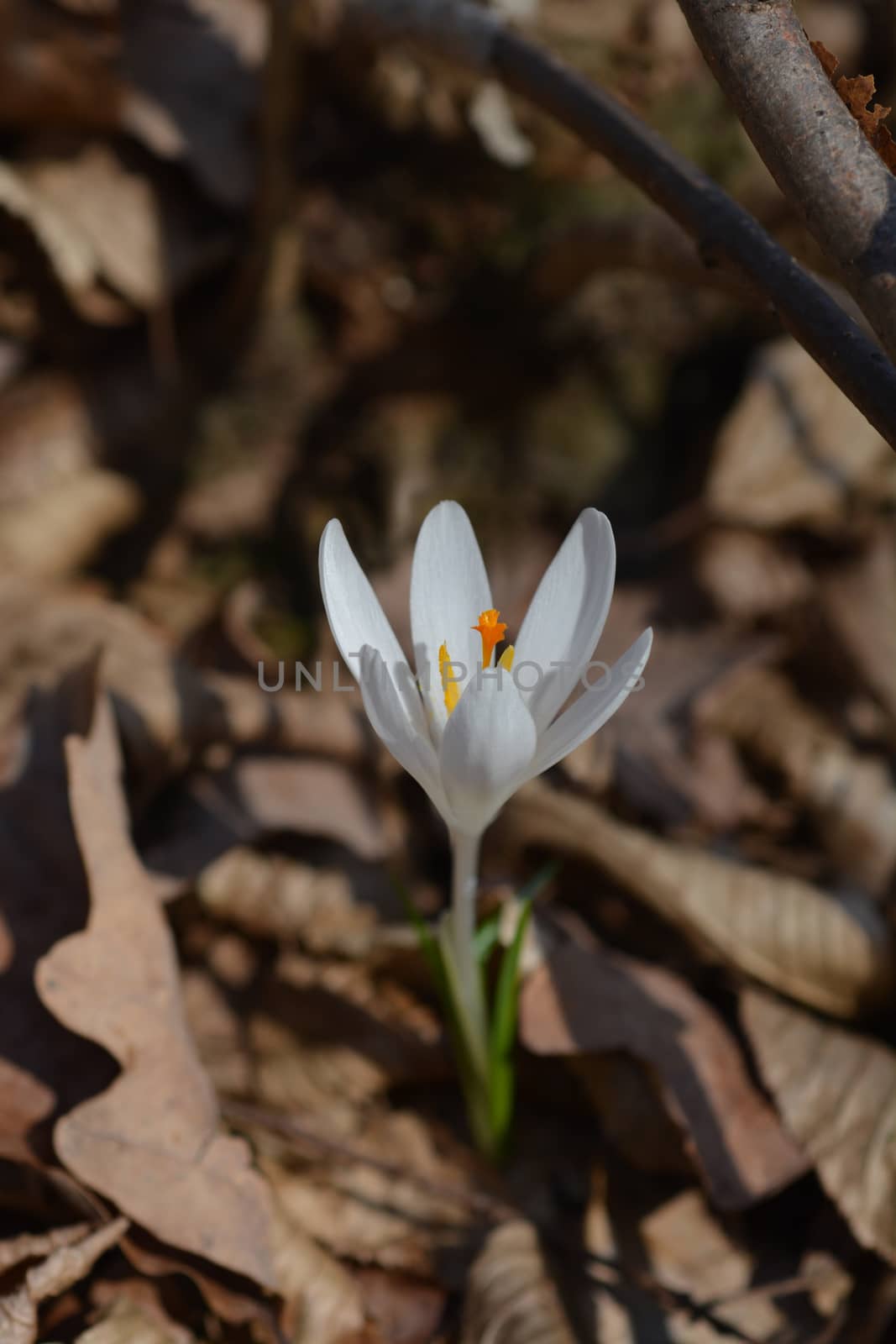 White spring crocus - Latin name - Crocus vernus