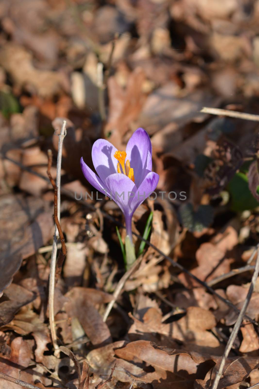 Spring Crocus - Latin name - Crocus heuffelianus