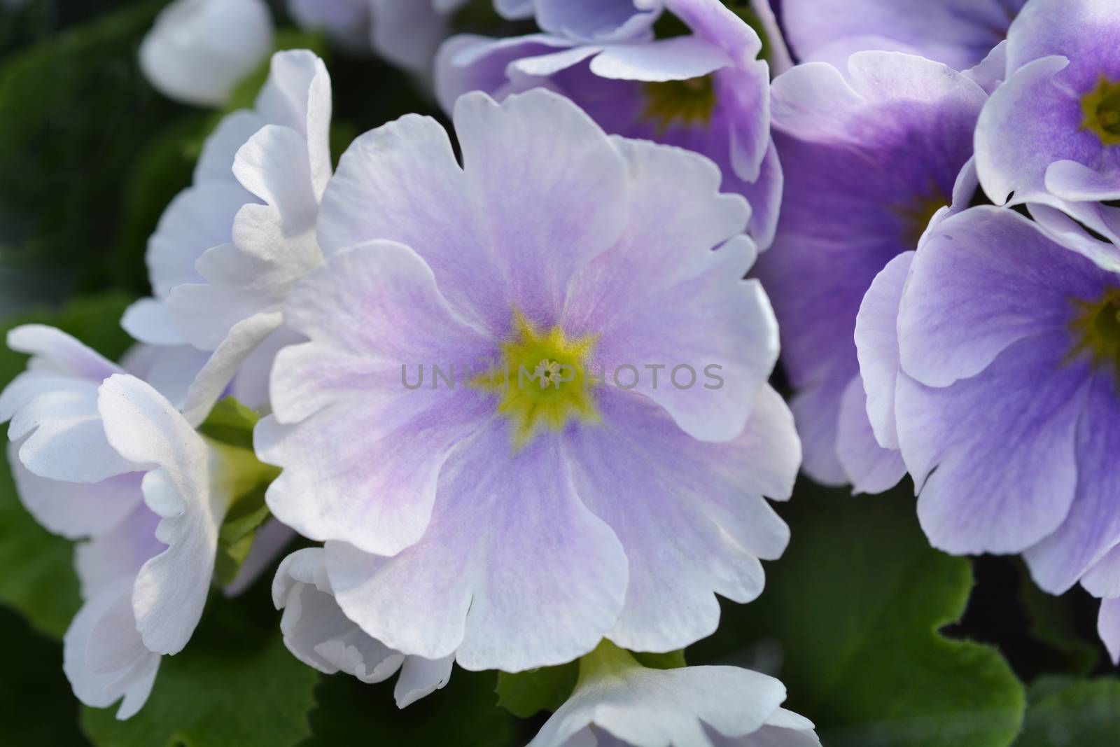 White and purple Poison primrose - Latin name - Primula obconica