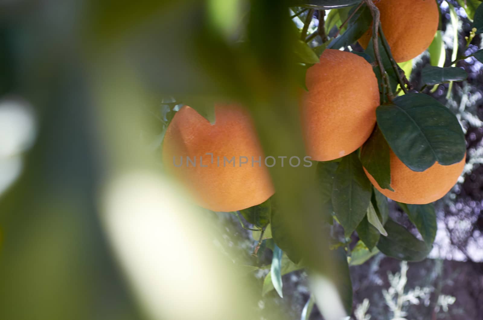 Orange tree by bpardofotografia