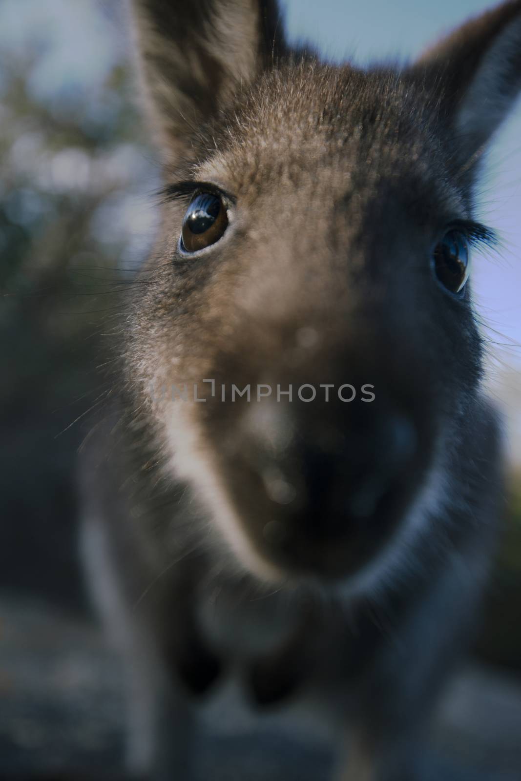 Australian bush wallaby outside during the day. by artistrobd