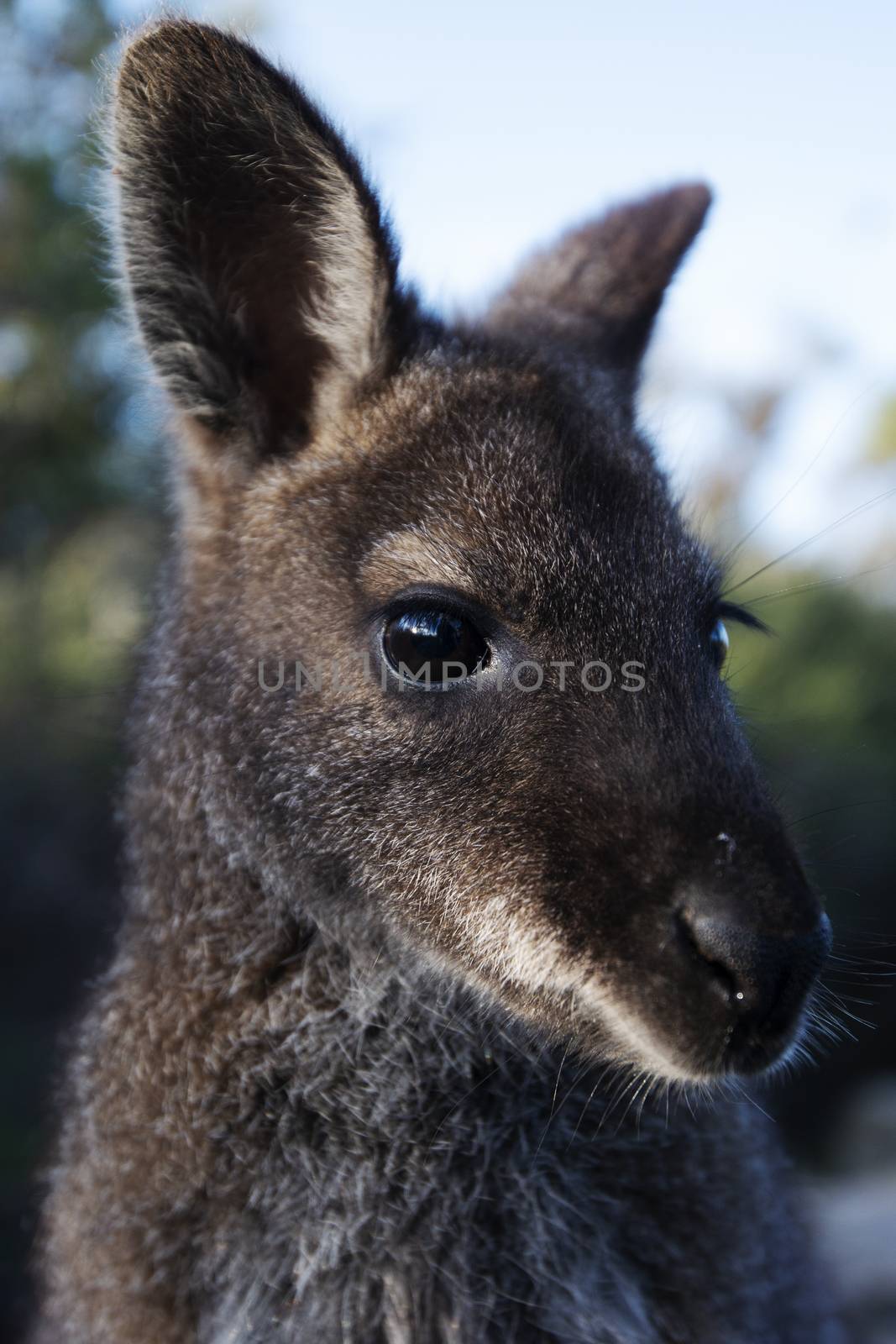 Closeup of an Australian bush wallaby outdoors during the day.