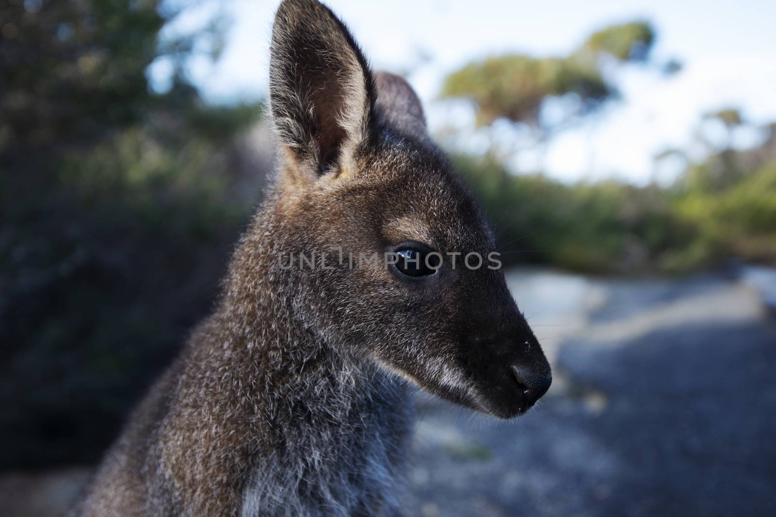 Closeup of an Australian bush wallaby outdoors during the day. 