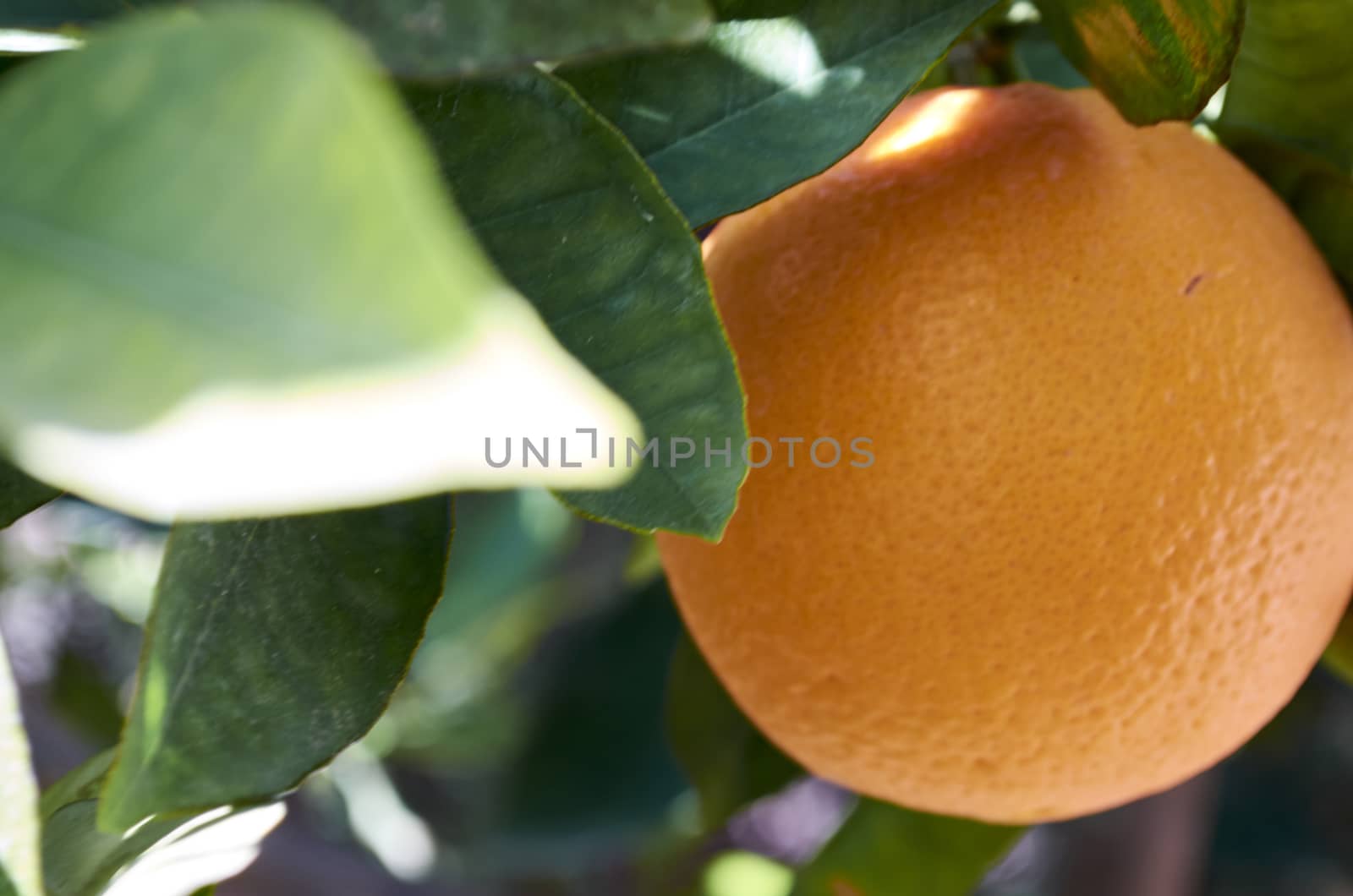 The orange tree (Citrus sinensis) is a fruit tree of oriental origin that has been installed in Mediterranean areas