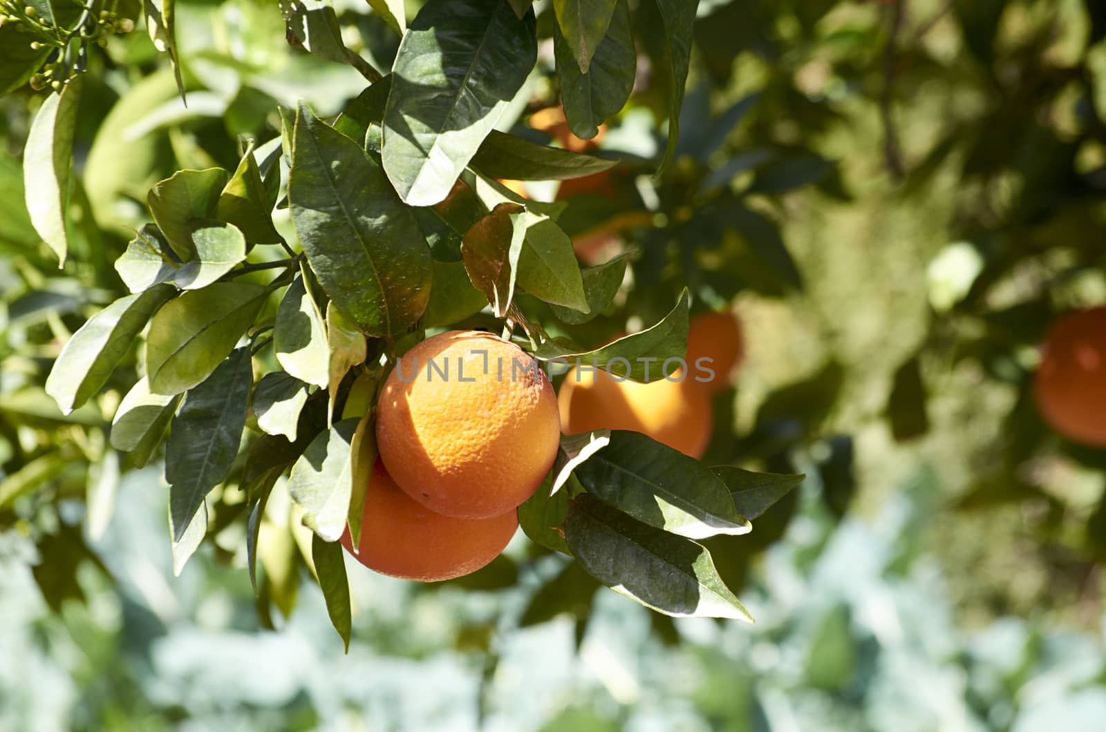 The orange tree (Citrus sinensis) is a fruit tree of oriental origin that has been installed in Mediterranean areas