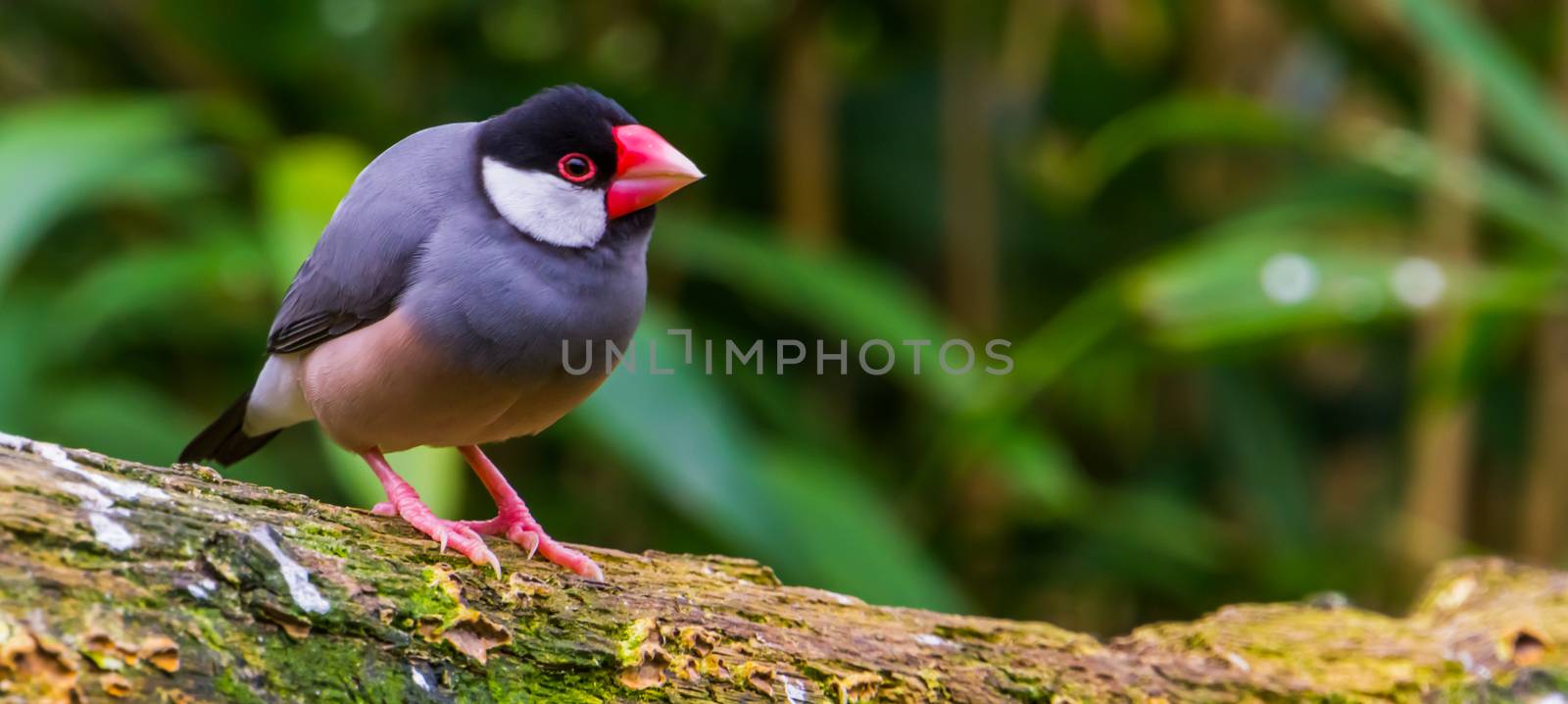 Java rice sparrow, popular tropical bird from the java island of Indonesia, popular aviary pet in aviculture, Endangered bird specie by charlottebleijenberg