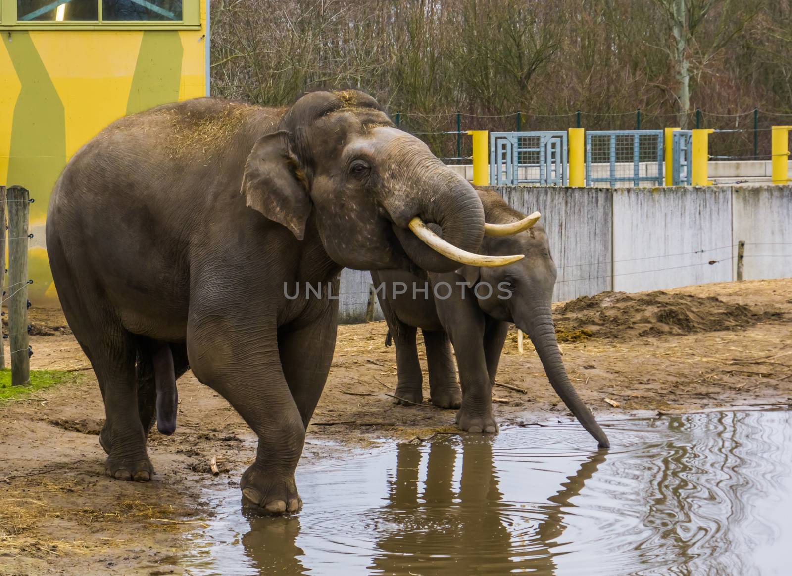 Asian elephants drinking water together, Tusked male elephant putting trunk in his mouth, Endangered animals from Asia by charlottebleijenberg