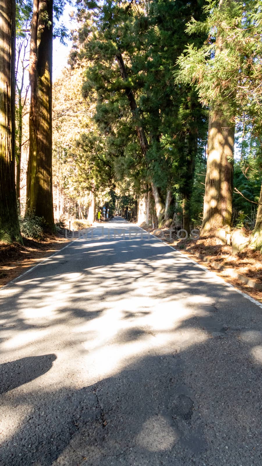 Suginami Cedar Avenue in Nikko. The longest tree lined avenue in the world with 35 km of 400-year old, 30 meter-tall Japanese cedar trees.