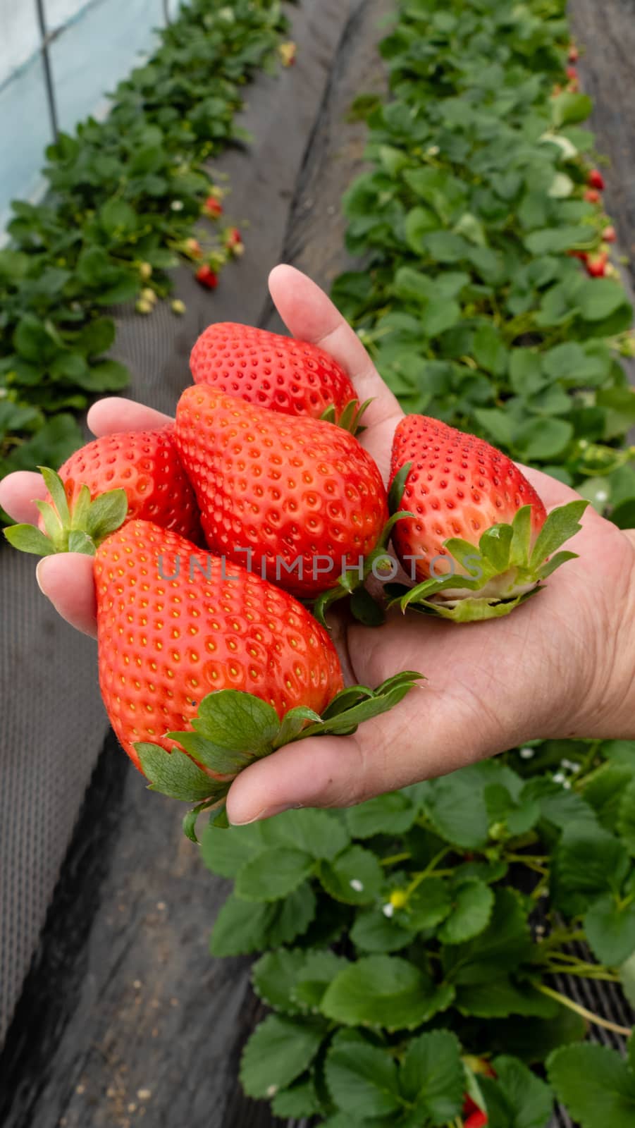 Child's hand holding strawberries at greenhouse farm