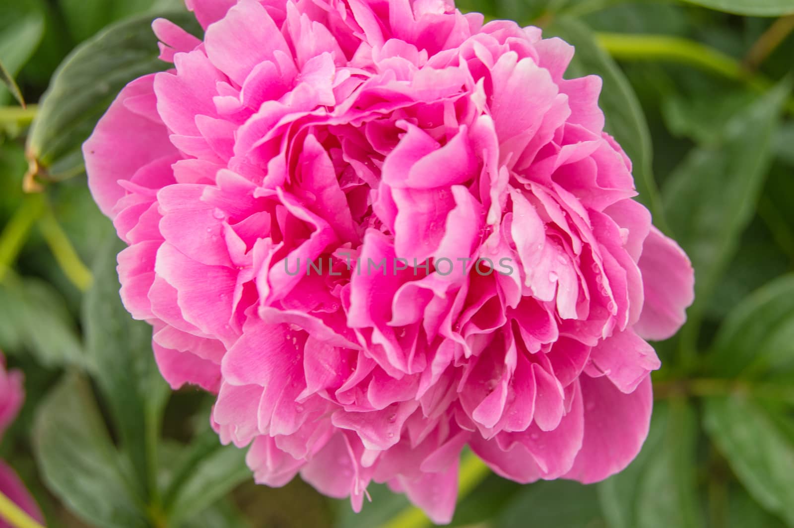 One big pink peony flower close-up on open nature background, blurred.