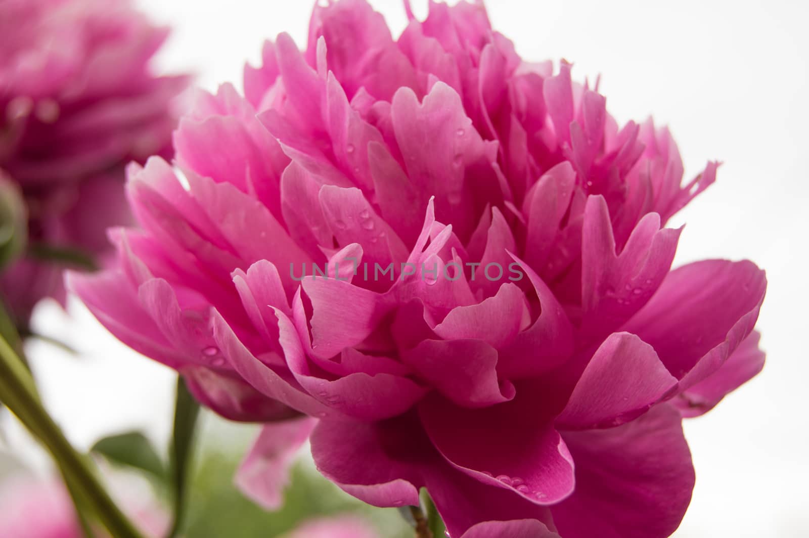 One big pink peony flower close-up on open nature background, blurred.