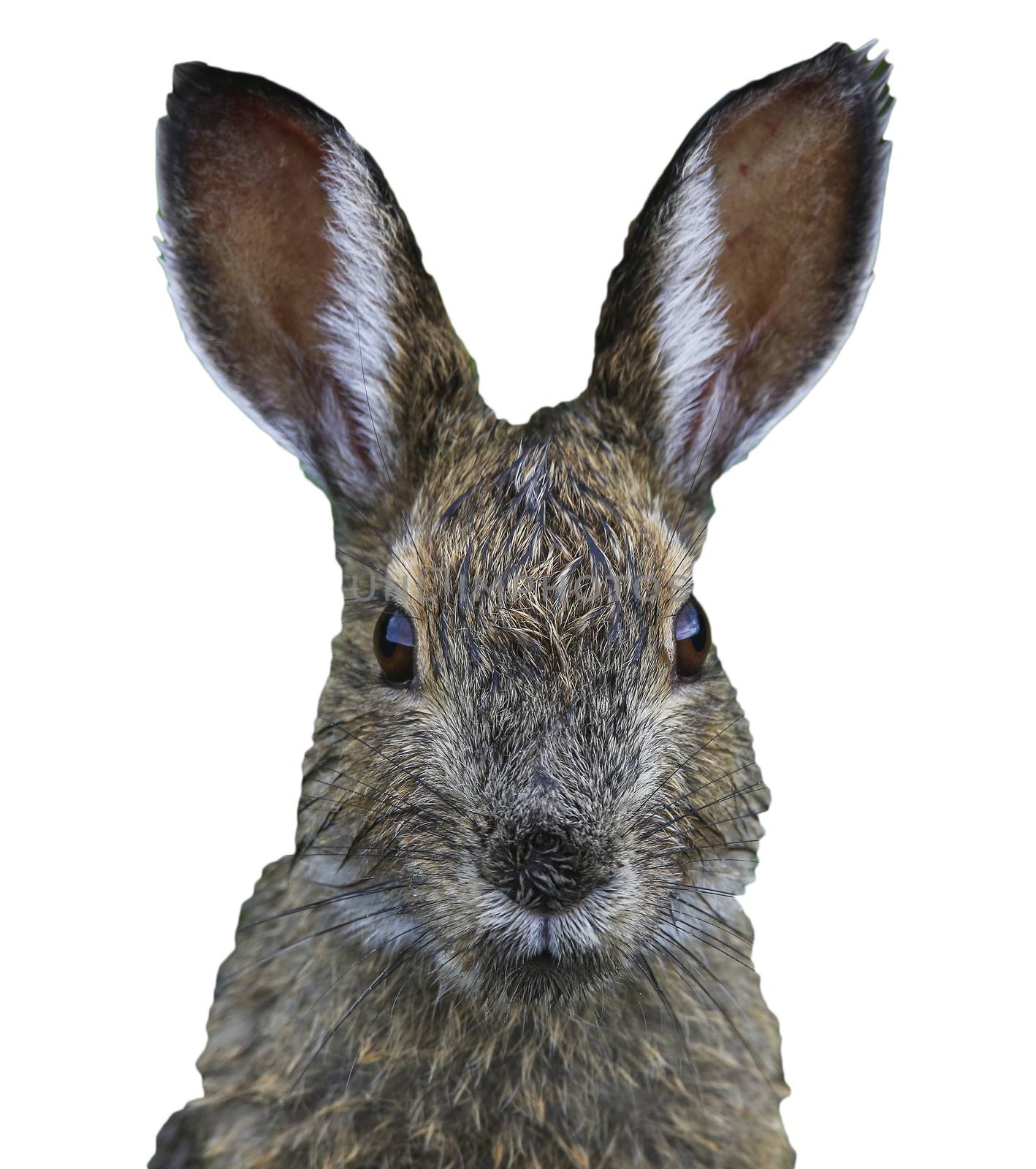 closeup of the face of hare, funny easter bunny head isolated on a white background by charlottebleijenberg