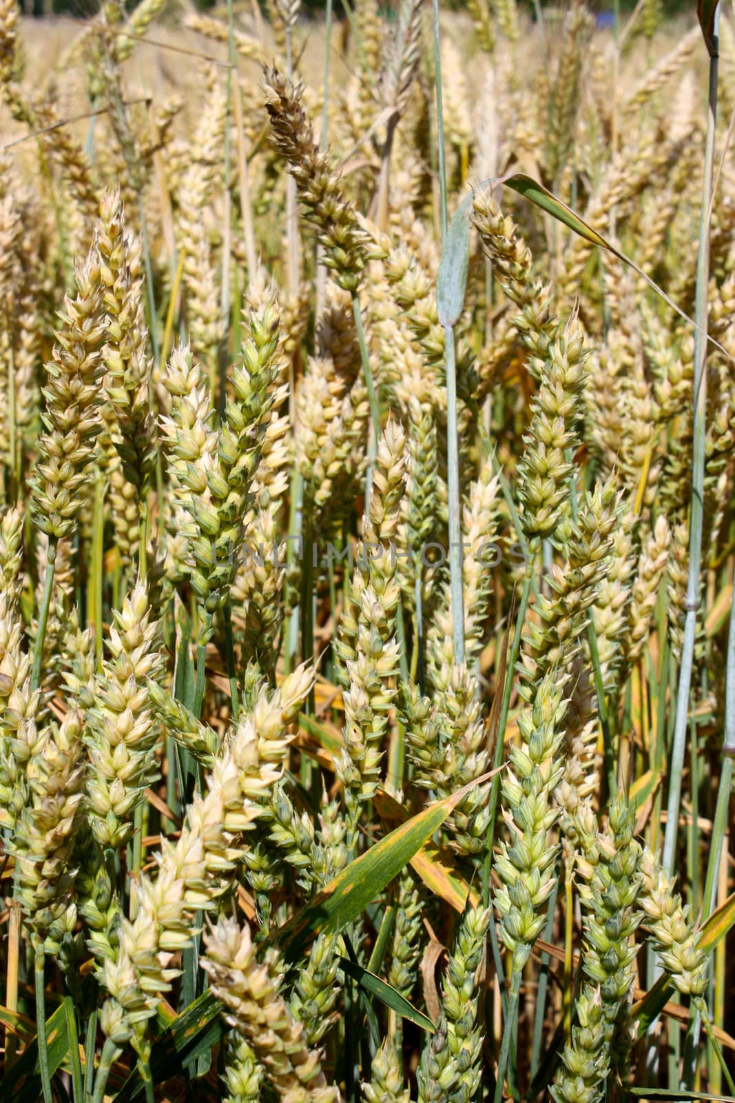 an ear of wheat, close-up against a background of wheat fields.