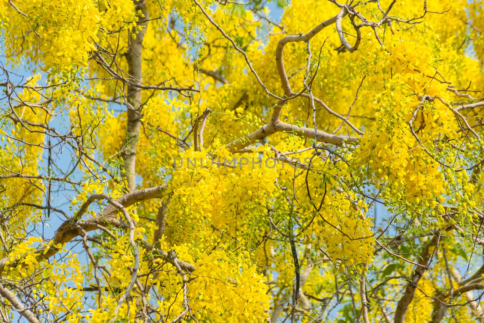 Cassia fistula, known as golden rain tree by thampapon