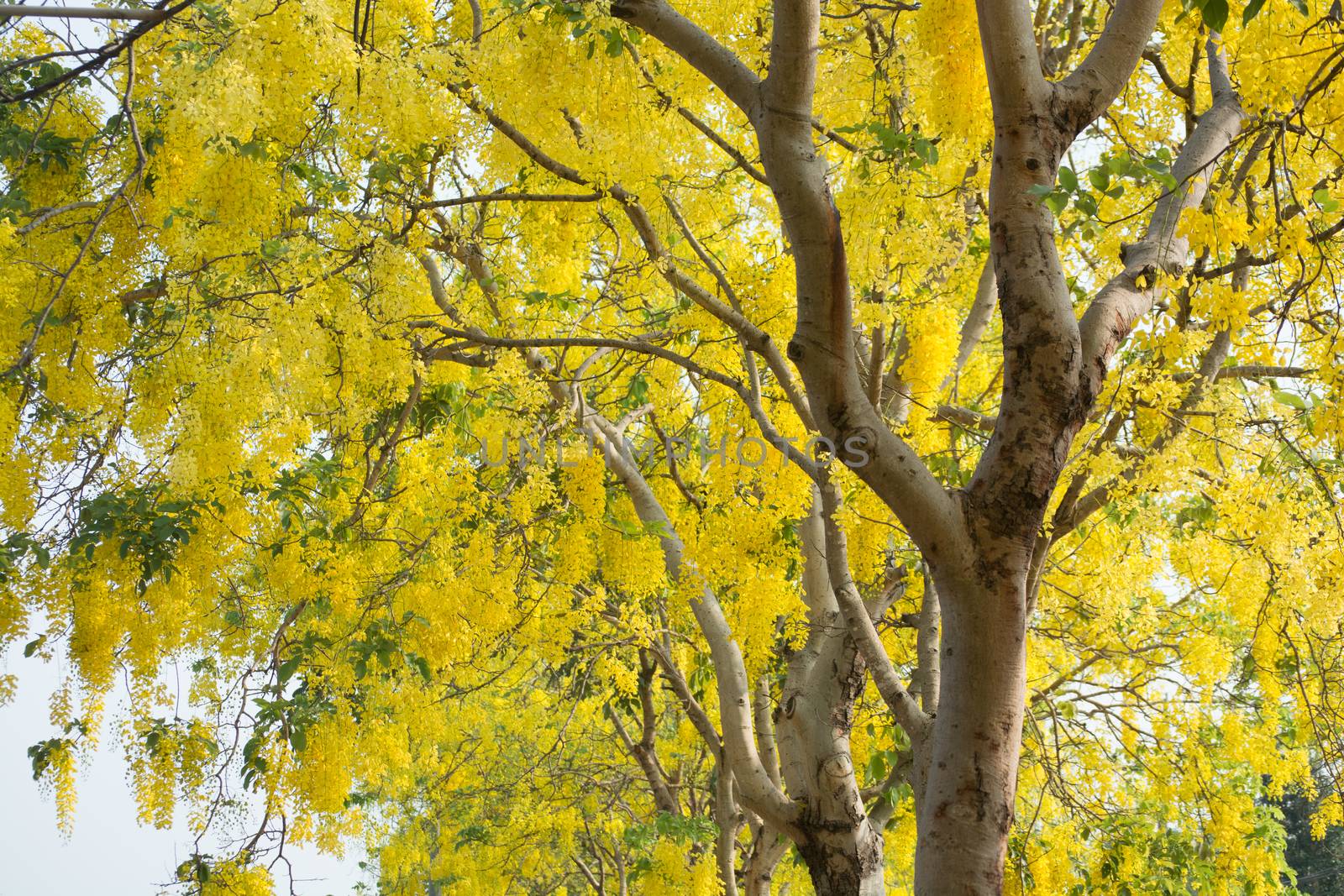 Cassia fistula, known as golden rain tree by thampapon