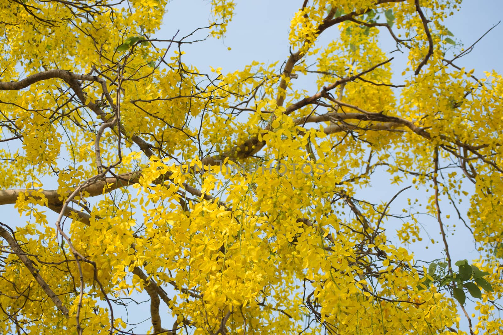 Cassia fistula, known as golden rain tree by thampapon