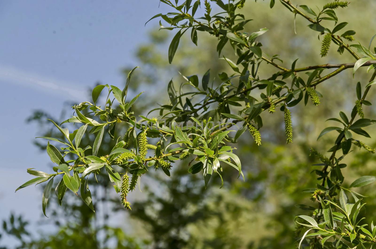 Close up of branch willow or salix  alba with buds blossoming in springtime,  Sofia, Bulgaria by vili45