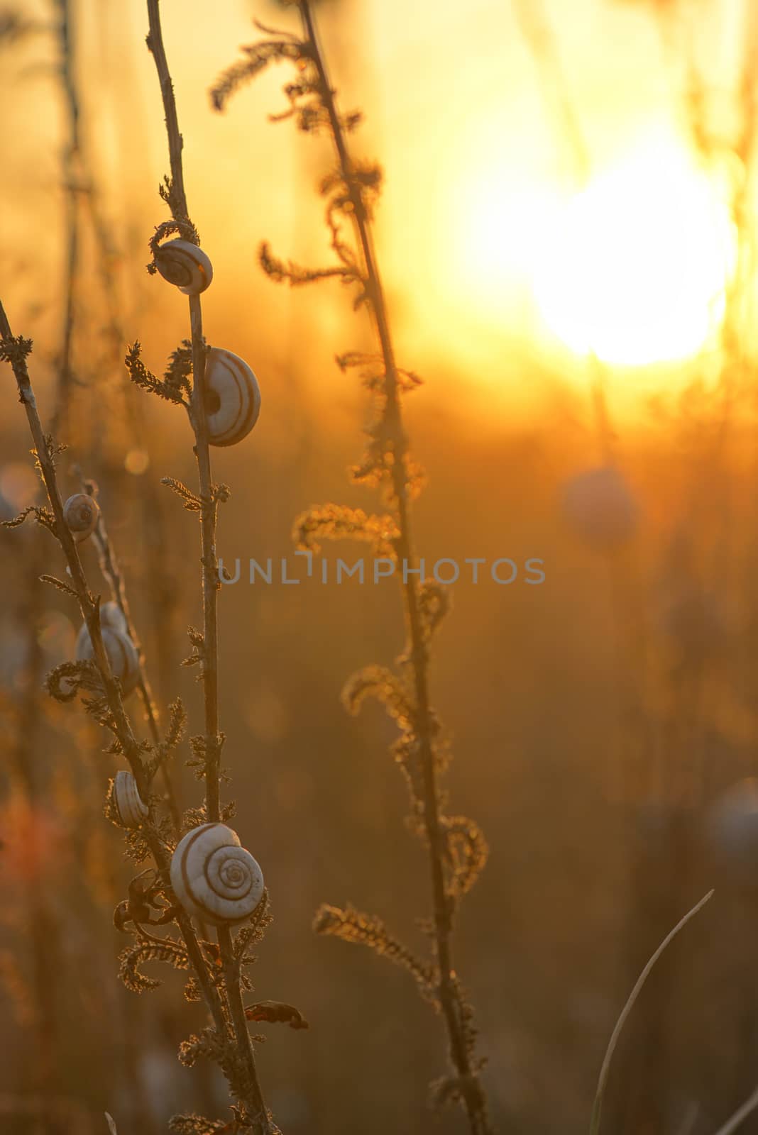 Sunset with snail shell on autumn field