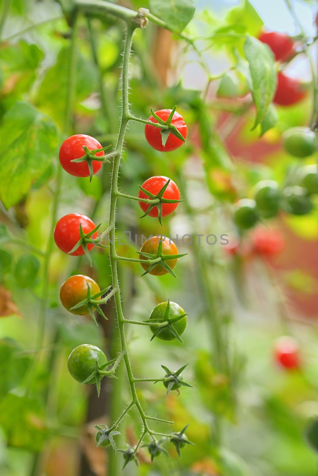 Branch of red ripe and green unripe tomatoes