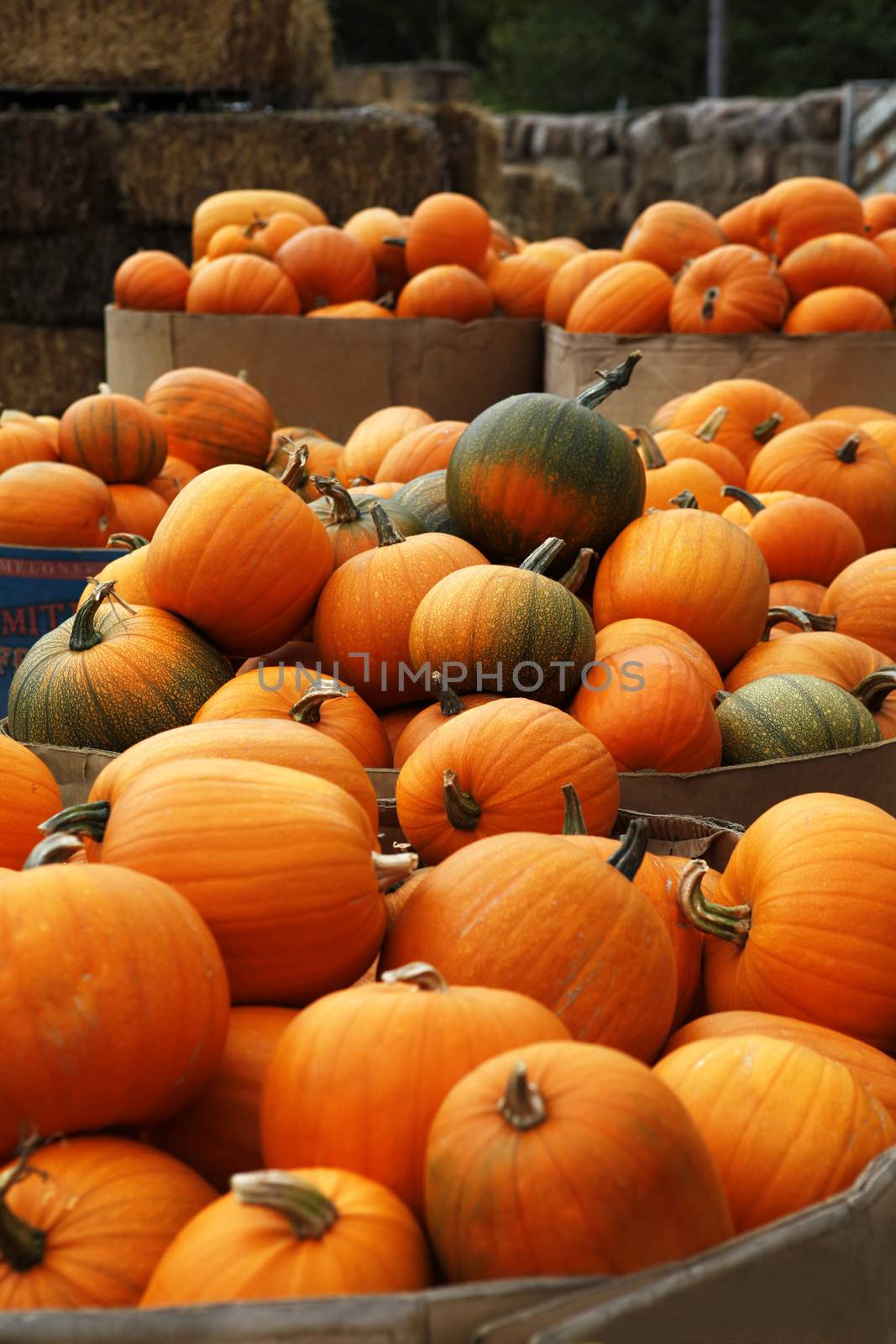 Fair of a pumpkins in California