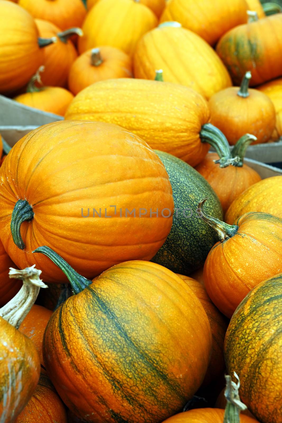 Fair of a pumpkins in California