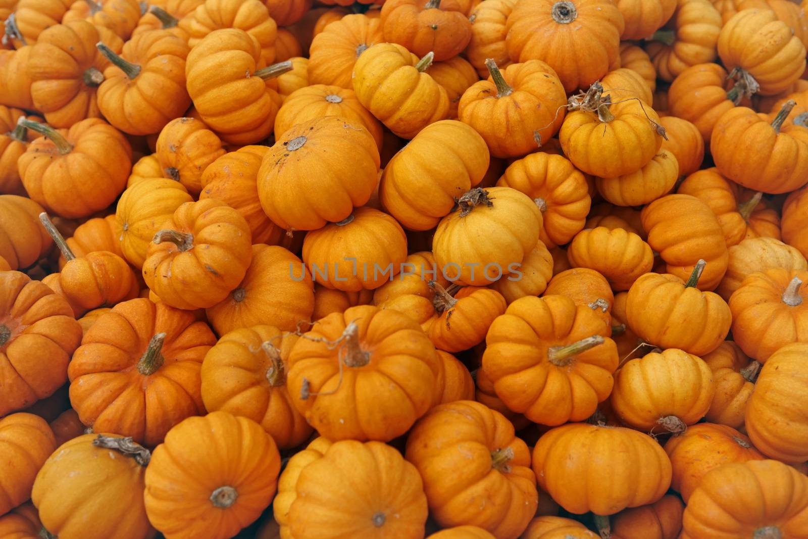 Fair of a pumpkins in California