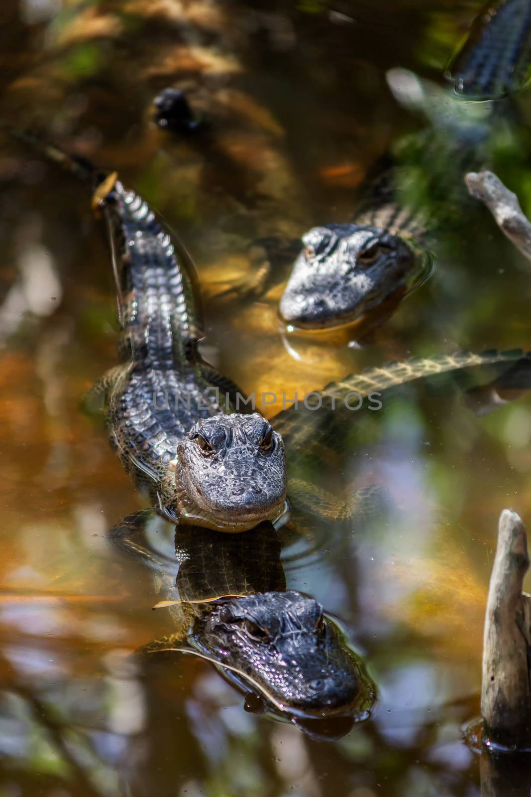 Wild Aligators in a Florida Mangrove Swamp, USA