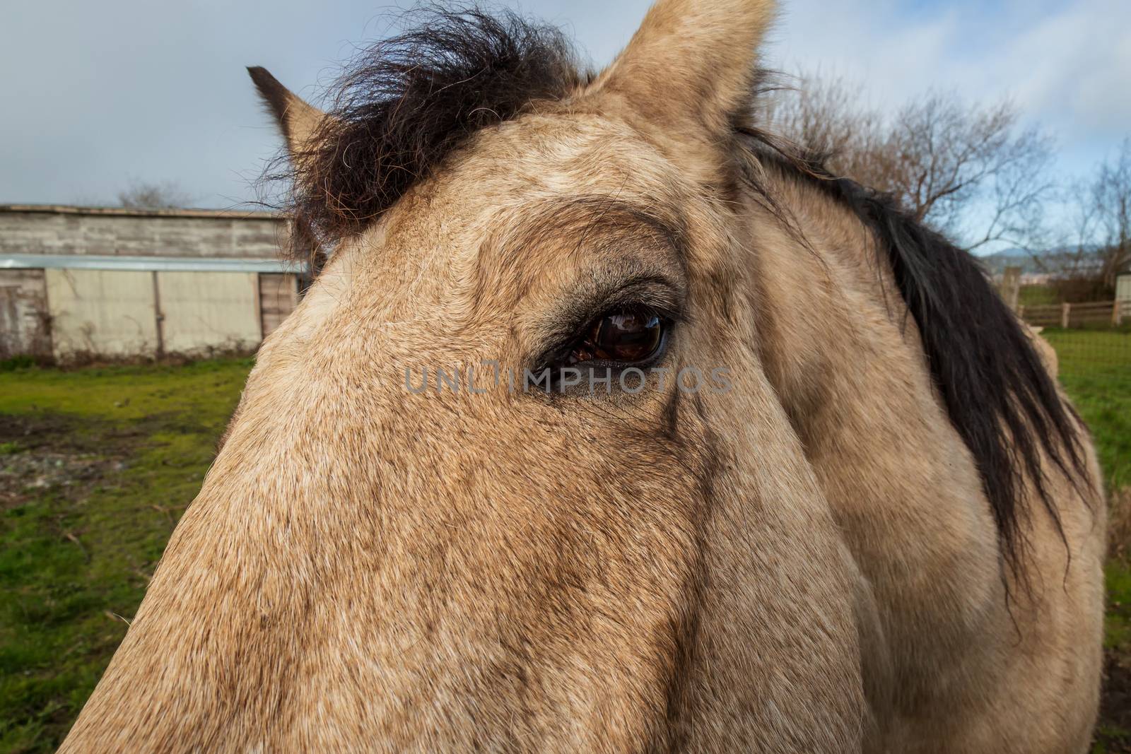 A Friendly Horse at His Barn, Color Image by backyard_photography