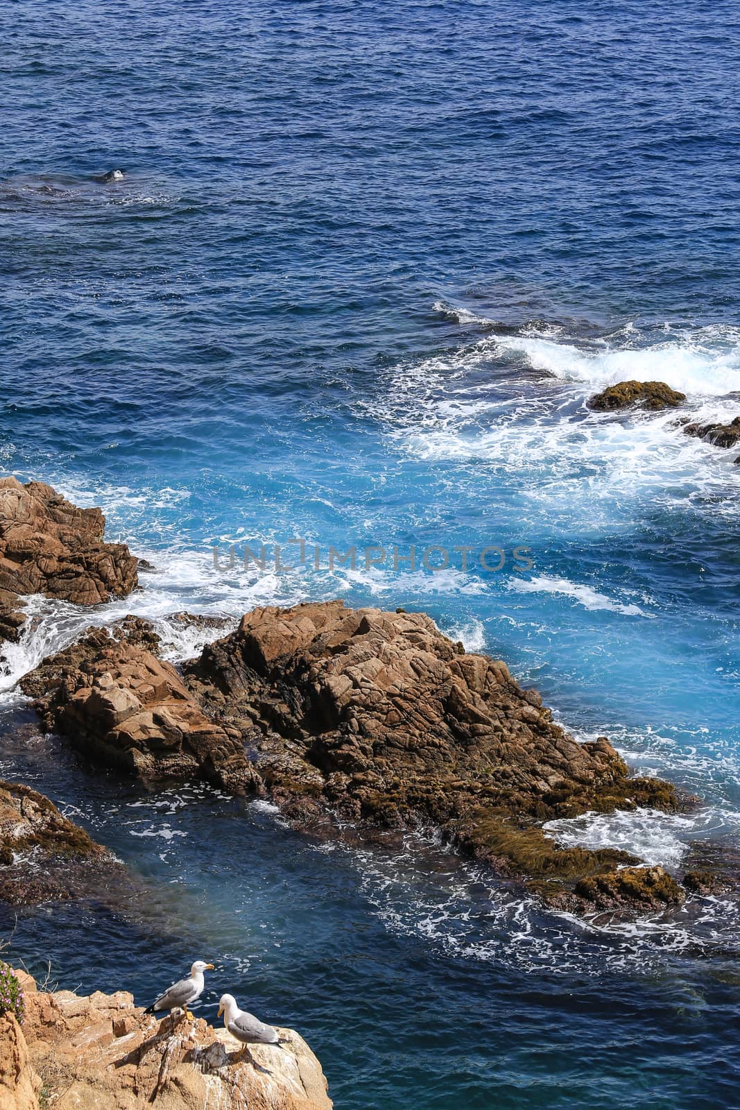 Top view on the rock in the deep blue sea and seagulls on a sunny day