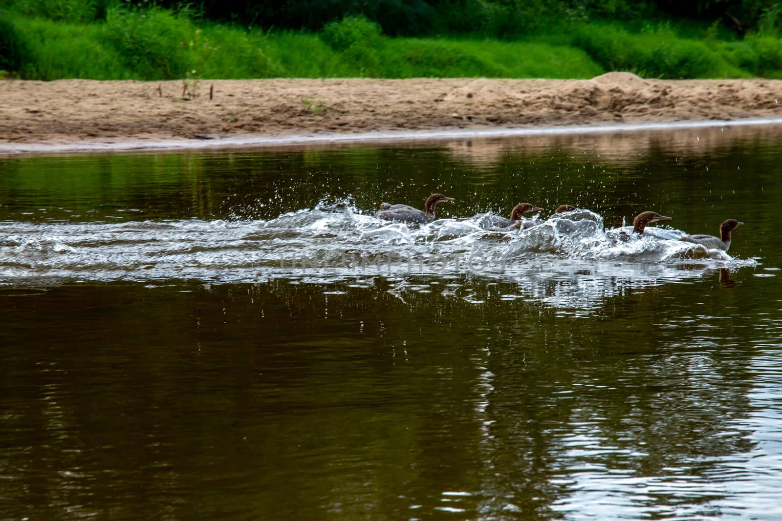 Ducks swimming in the river in Latvia. by fotorobs